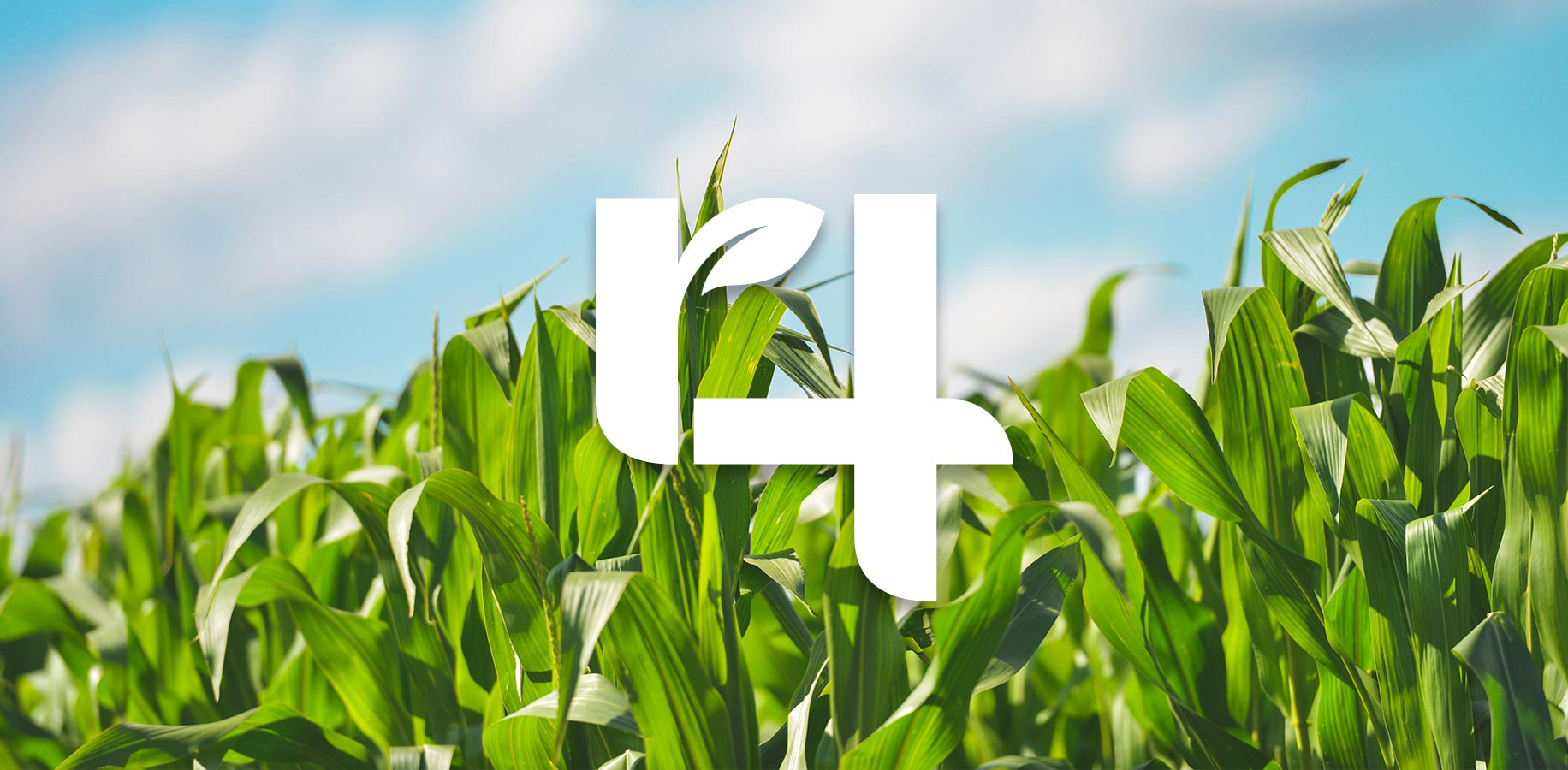 The 4R Nutrient Stewardship logo overlaid on a corn crop