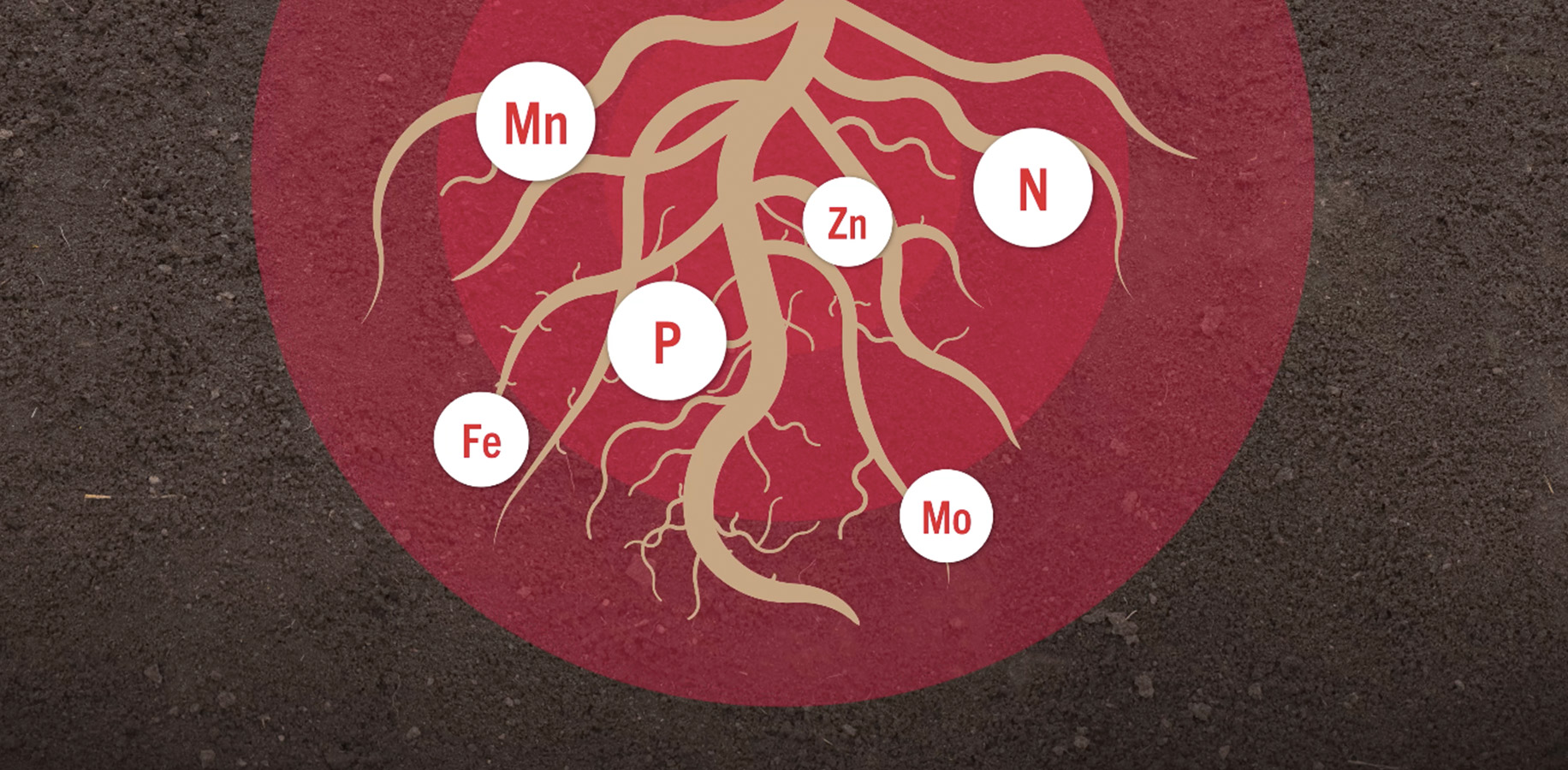 The Top 6 Nutrients Your Seed Needs For Early Growth