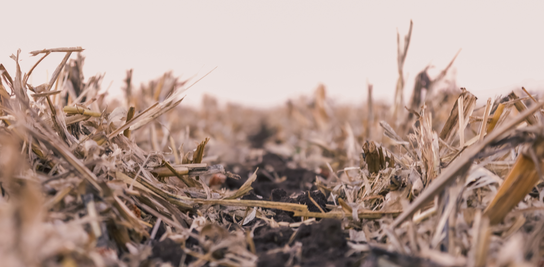 Corn stubble in black soil