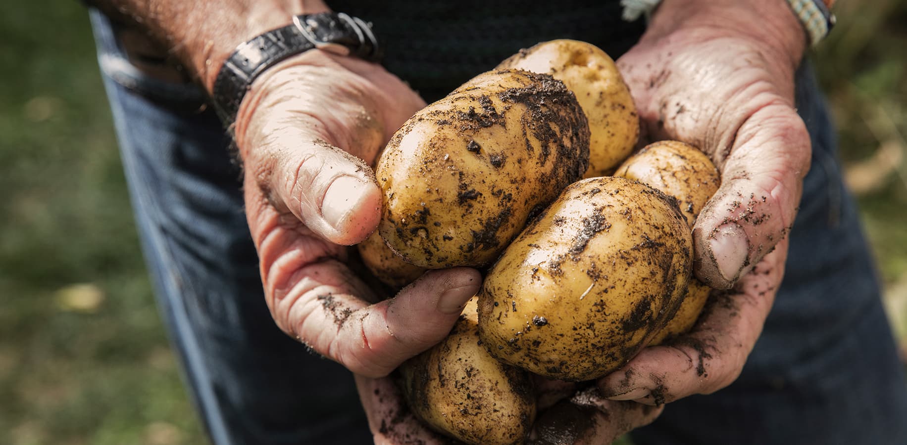 Potatoes just picked from the field being held by two hands