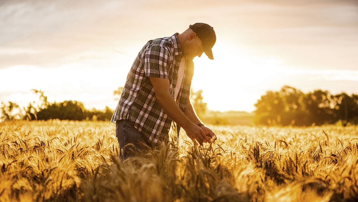 A farmer standing in a corn field at sunset