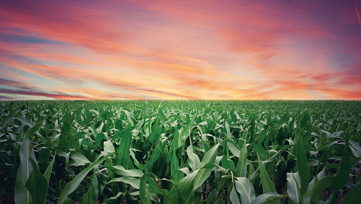 Corn crop with a watercolor sunset