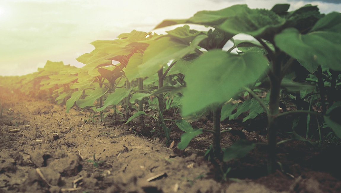 A crop in a starting stage with the sun shining