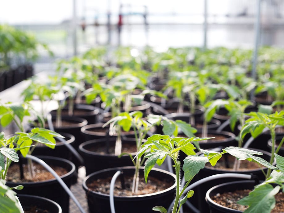 Small plants in a black planters in a greenhouse