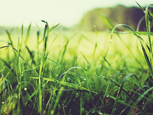 Grass that has just been watered