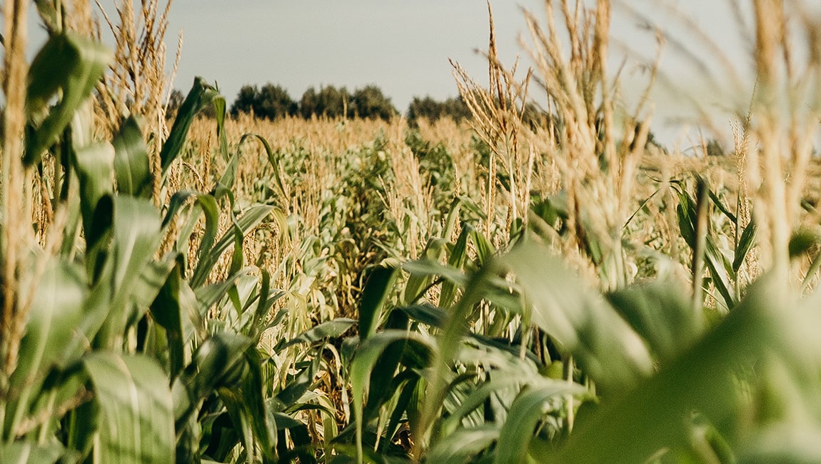 Field of crops