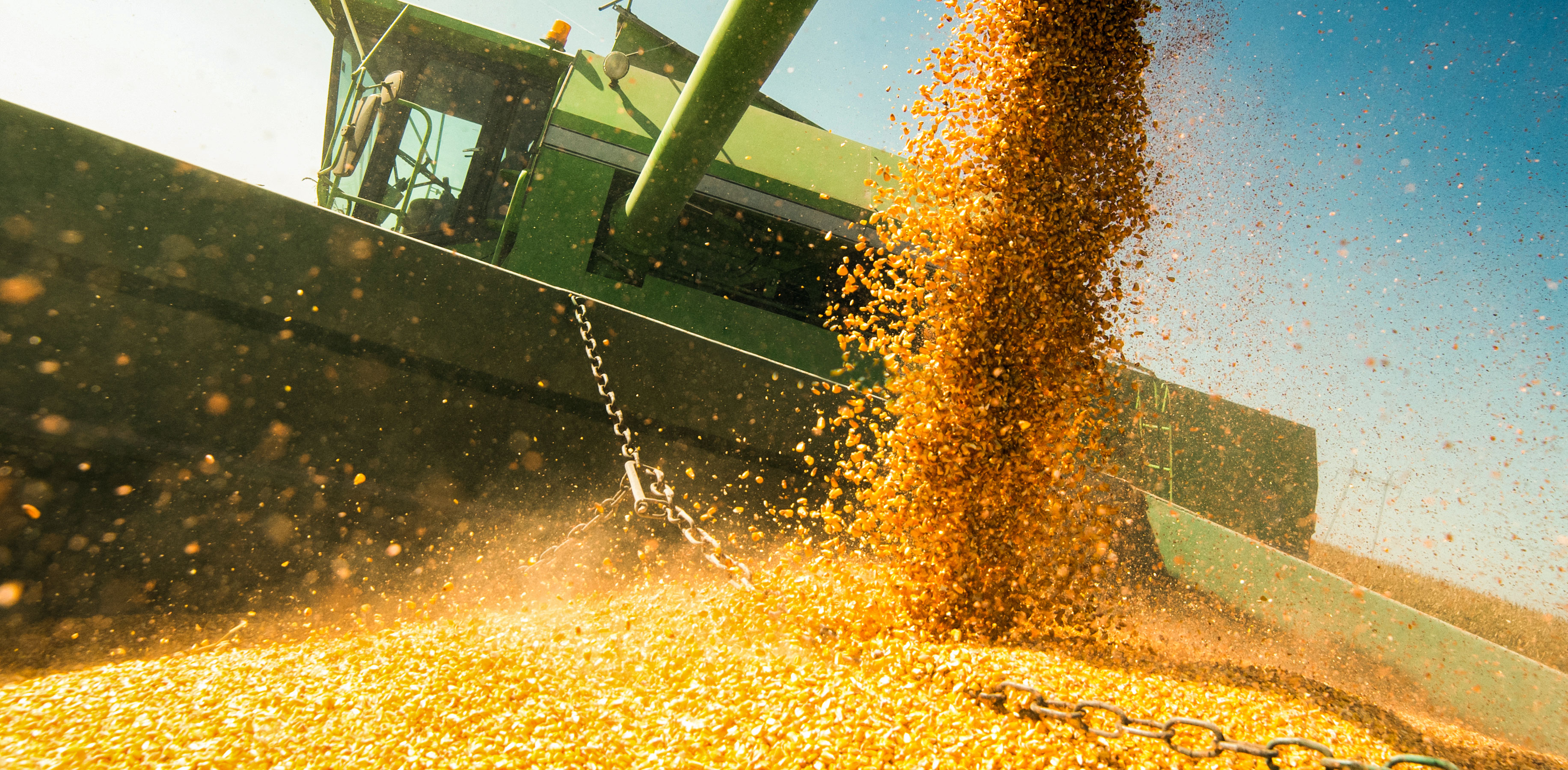 Harvest corn falling from an auger into grain cart