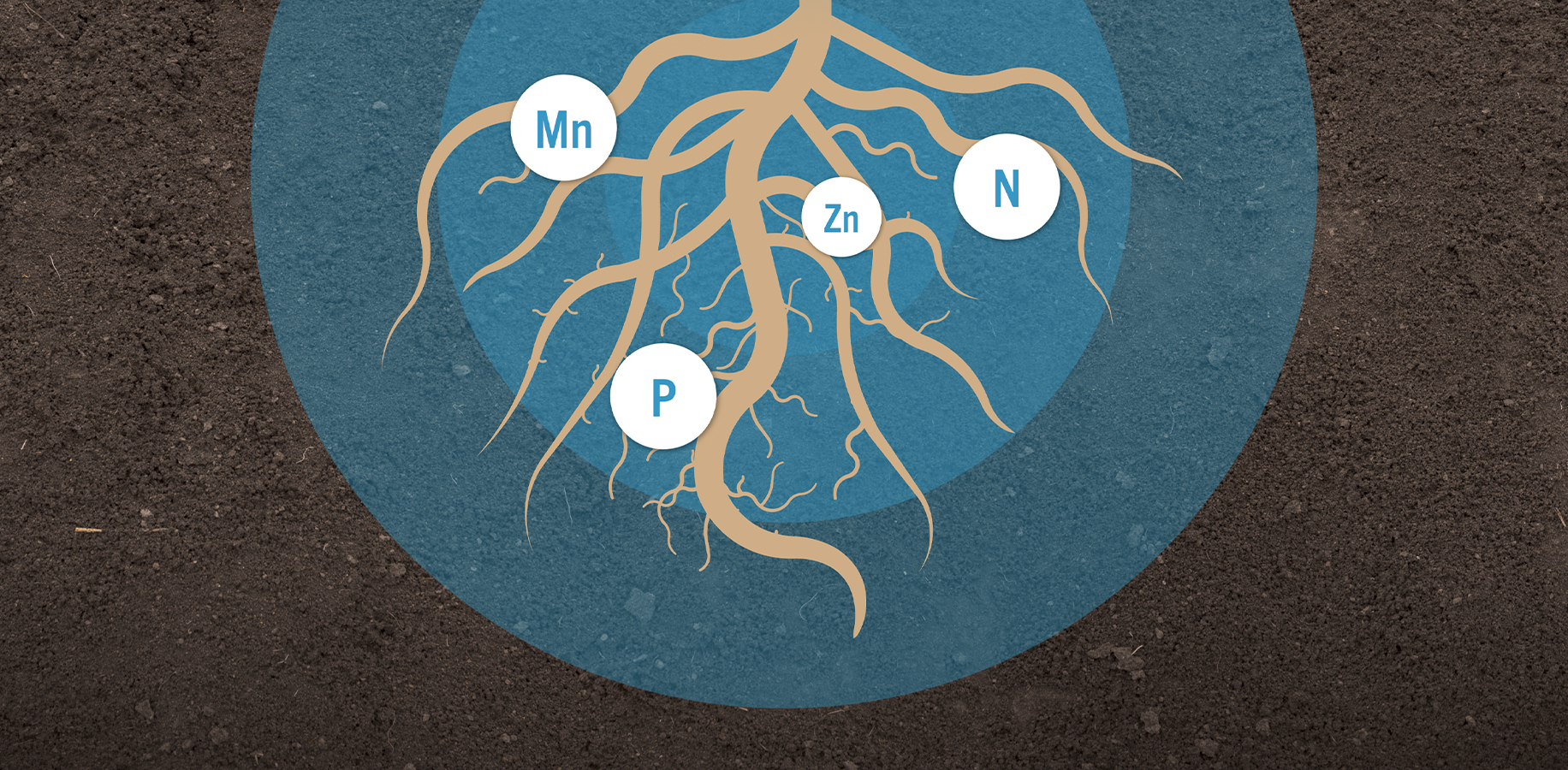 The Top 6 Nutrients Your Seed Needs For Early Growth