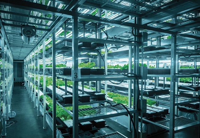 Plants under lighting in a greenhouse environment